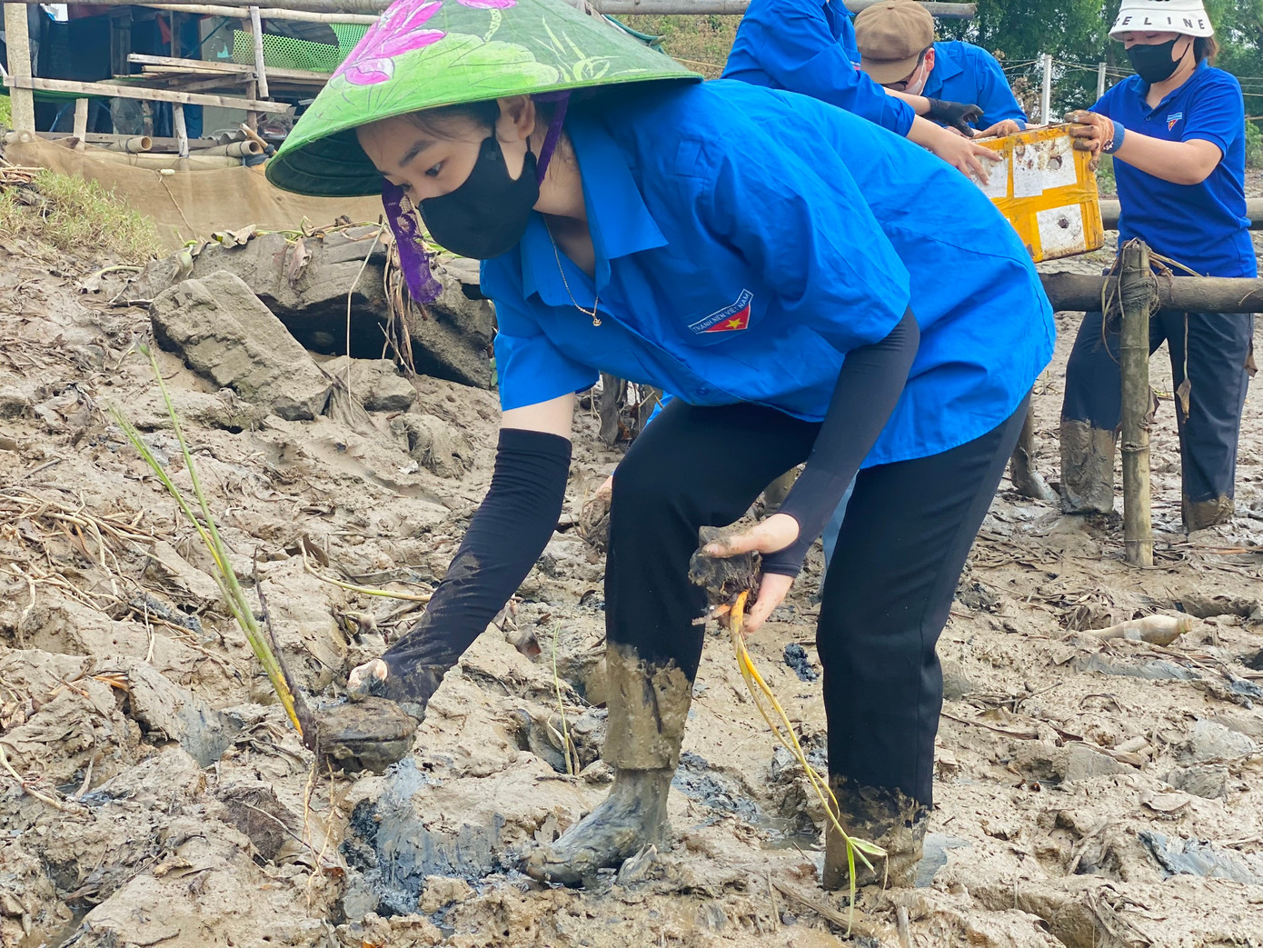 Dừa nước có vai trò quan trọng bảo vệ các bờ kênh rạch, chống xói mòn, lở đất do sóng mạnh đánh vào bờ. Vì thế việc lựa chọn trồng dừa nước ở khu vực ven sông Rào Cái nhằm mục đích làm kè chắn sóng...