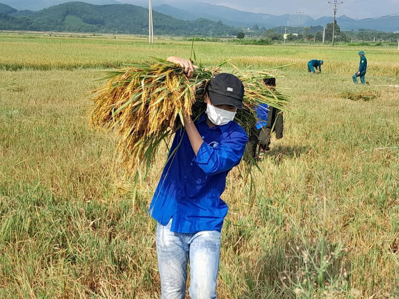 Thanh niên xuống đồng thu hoạch lúa giúp người dân vụ Hè Thu.