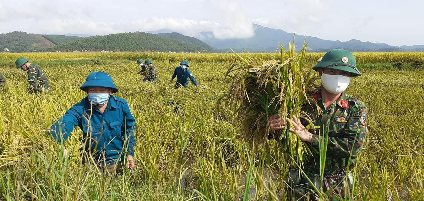 30 cán bộ, chiến sỹ Ban Chỉ huy Quân sự huyện Lộc Hà (tỉnh Hà Tĩnh) đã có mặt tại địa bàn thôn Yến Giang, xã Hồng Lộc (Lộc Hà) phối hợp cùng chính quyền gặt lúa và vận chuyển thóc về sân phơi của từng hộ gia đình.