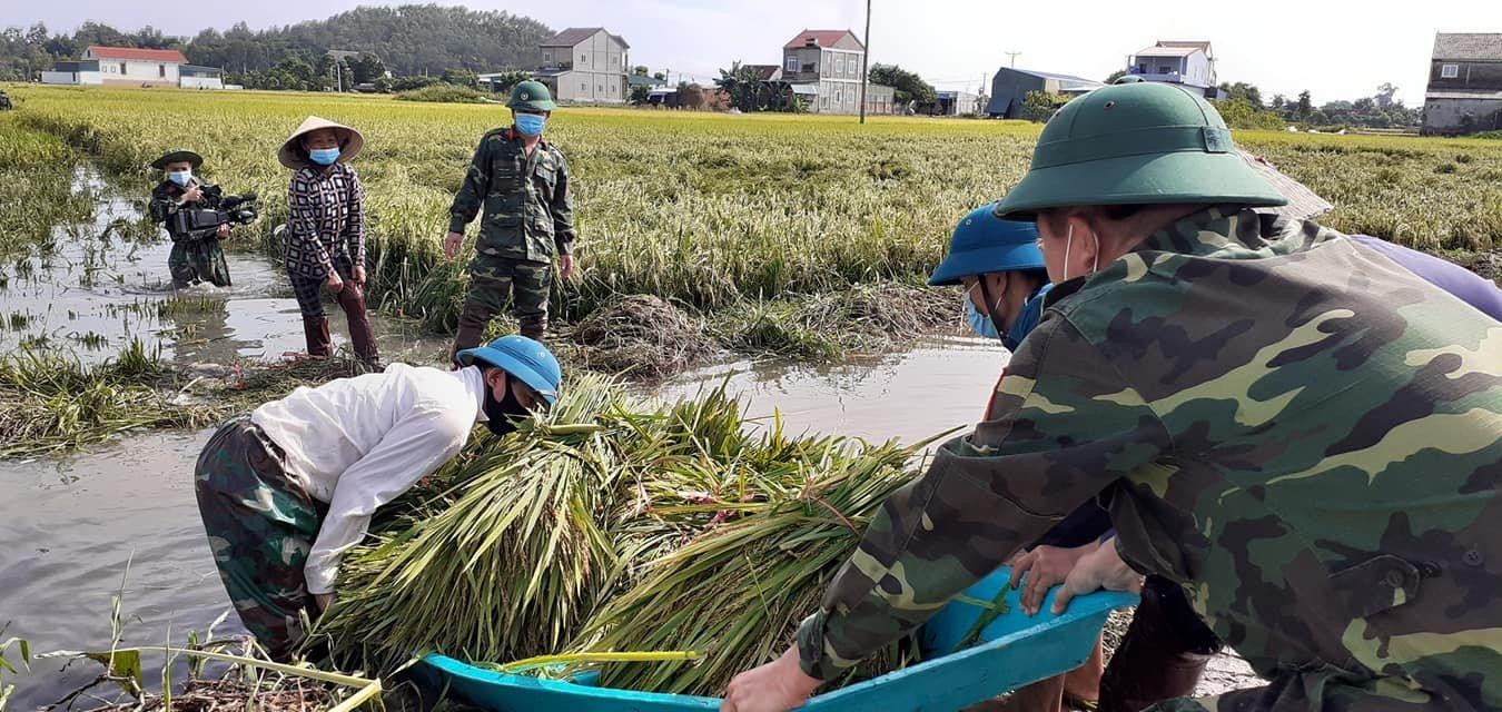 Bộ đội xuống đồng giúp người dân ở huyện Lộc Hà thu hoạch lúa bị ngã, đổ sau những trận mưa mấy ngày trước.
