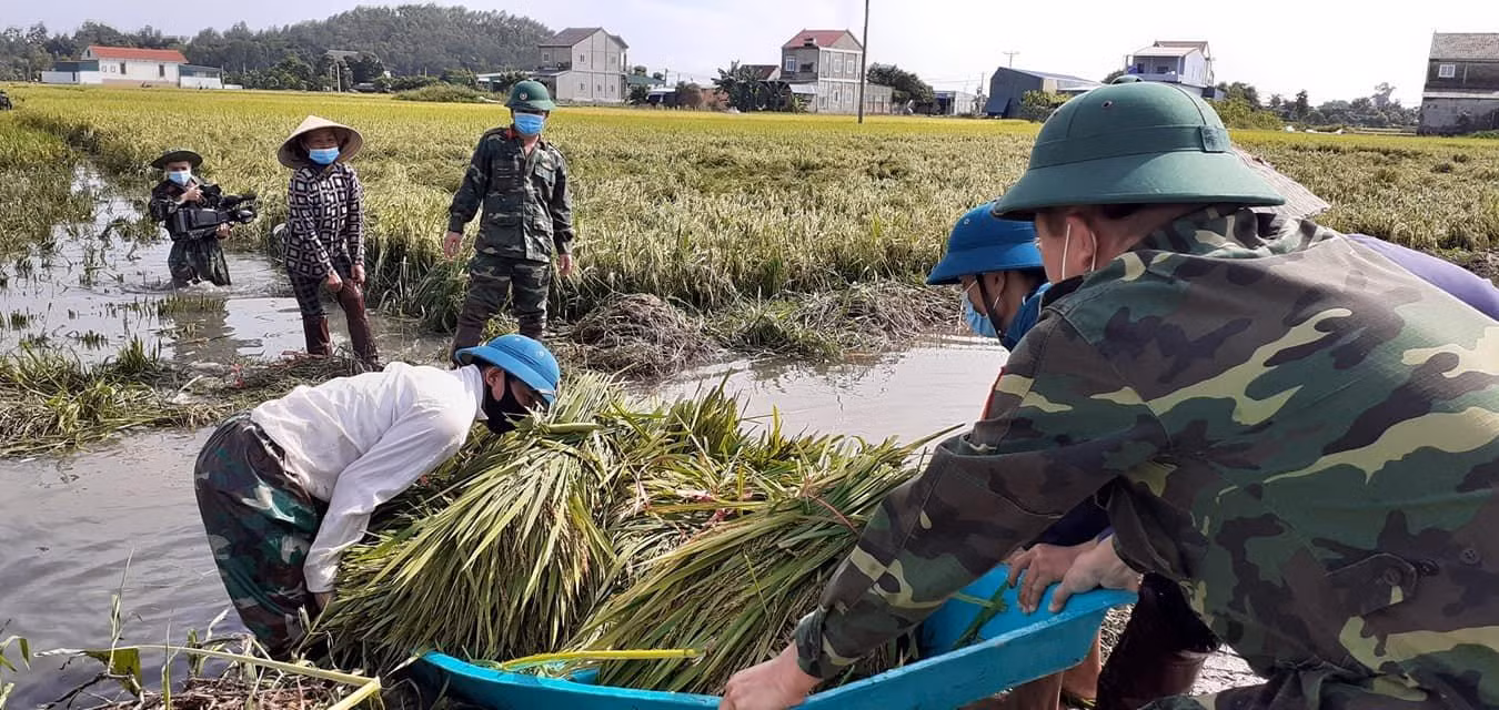 Bộ đội xuống đồng giúp người dân ở huyện Lộc Hà thu hoạch lúa bị ngã, đổ sau những trận mưa mấy ngày trước.