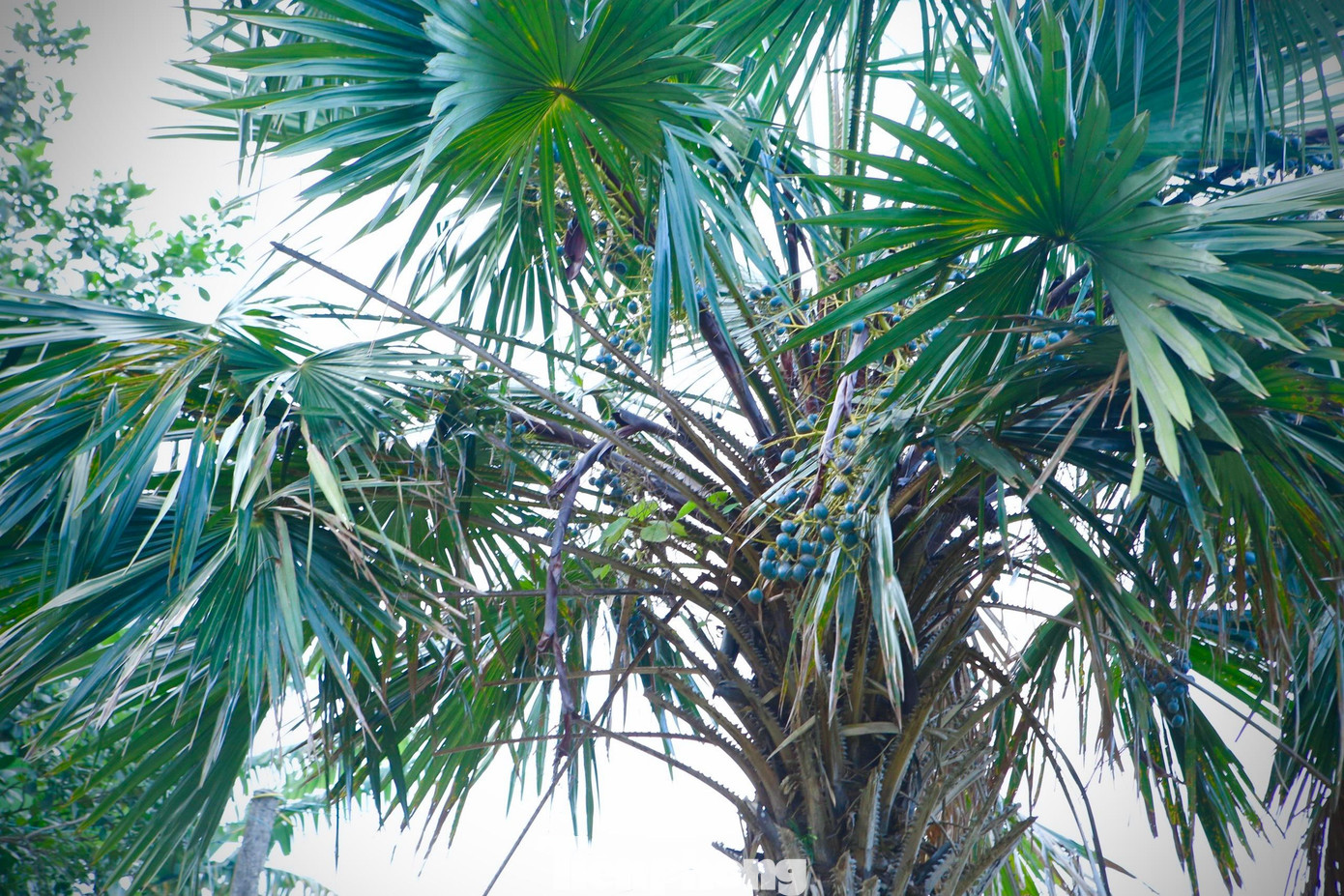 Bên cạnh việc dùng lá để làm mái nhà thì nay nhiều gia đình cũng có thu nhập từ 5-10 triệu đồng/mùa nhờ bán thứ quả này. Bên cạnh việc dùng lá để làm mái nhà thì nay nhiều gia đình cũng có thu nhập từ 5-10 triệu đồng/mùa nhờ bán thứ quả này.