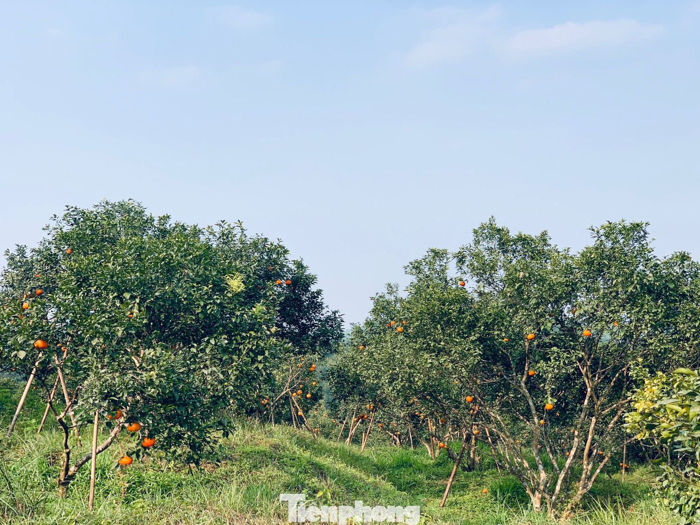 Toàn huyện hiện có hơn 1.100 ha cam bù, trong đó 820 ha đã cho thu hoạch. Mùa cam năm nay, bà con trên địa bàn ước thu về hơn 12 nghìn tấn quả.