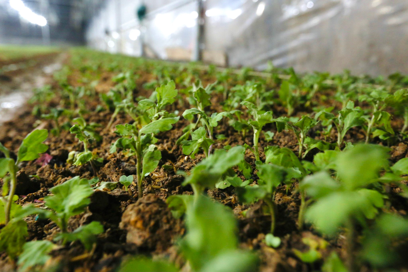 Ông Bùi Công Thư - Phó Chủ tịch UBND xã Lưu Vĩnh Sơn cho biết, nghề trồng hoa tại địa phương đã có từ lâu, chính quyền đang tuyên truyền, vận động nhân dân mở rộng sản xuất. Hiện địa bàn hoa được trồng tập trung ở thôn Xuân Sơn với hơn 50 hộ dân. Những năm gần đây, thị trường hoa cúc Tết khá ổn định, mang về nguồn thu khá cho người làm vườn.