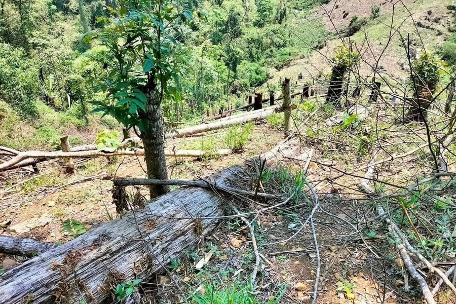 Hình ảnh phá rừng minh hoạ.