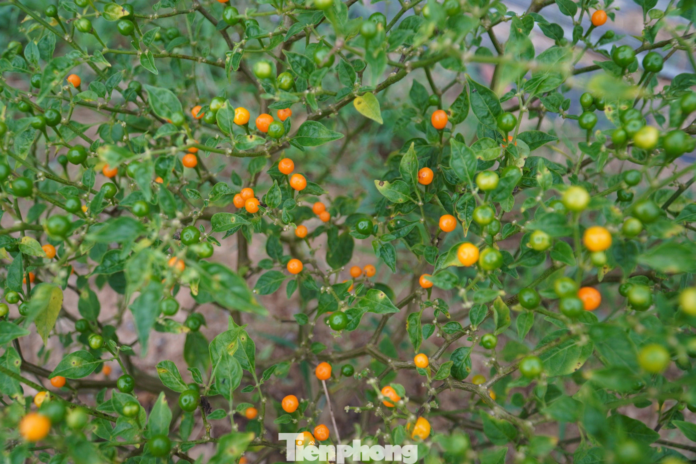 Sau 3 năm trồng, trang trại anh Tân có hơn 500 gốc ớt sinh trưởng tốt, cho thu hoạch, năng suất cao. Thời gian qua, trang trại ớt cho thu về hơn 400 triệu đồng, trừ các chi phí, chủ vườn có lãi hơn 300 triệu đồng.