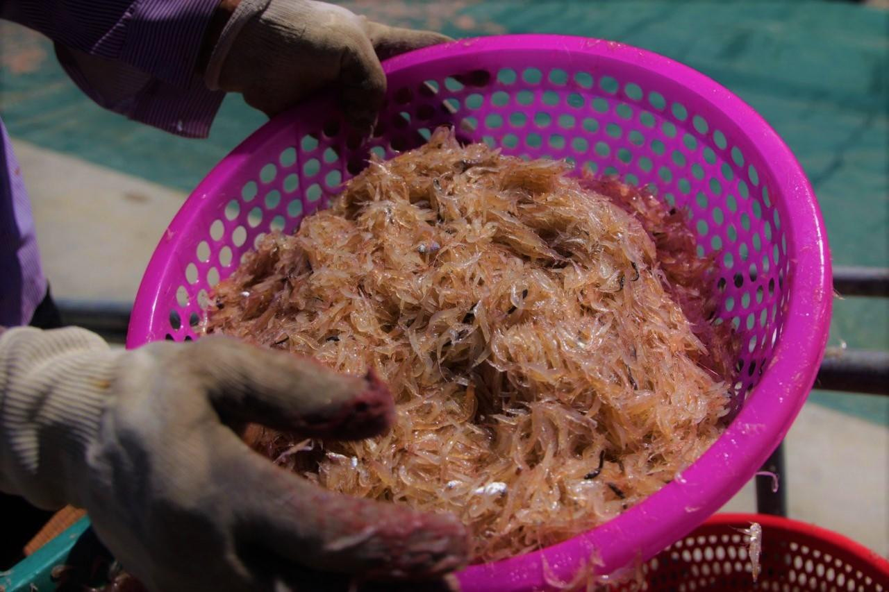 Trung bình mỗi kg ruốc tươi có giá từ 20.000 đồng đến 25.000 đồng/kg. Mỗi ngày ngư dân thu về từ 2-5 tạ ruốc, trừ chi phí mỗi thuyền thu về từ 3-6triệu đồng.