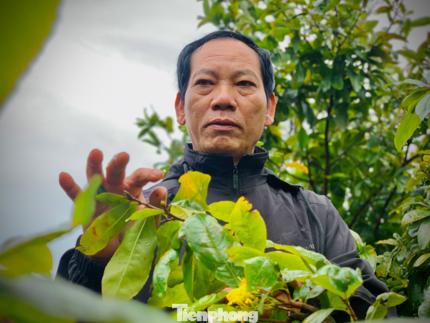 Ông Nam cho rằng việc hoa nở nhiều trong năm nay nguyên nhân là do thời tiết, phần nữa kỹ năng chăm sóc của người dân còn chưa có kinh nghiệm.