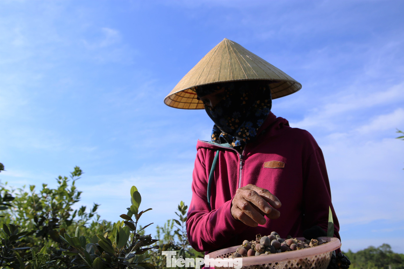 Mỗi ngày một người có thể hái được từ 4-6kg. Sau khi hái xong được thương lái thu mua hoặc ra các chợ bán lẻ.