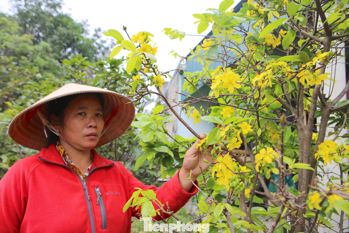 Gia đình bà Nguyễn Thị Tuyên (44 tuổi, trú xóm Tân Thành, xã Kỳ Nam) trồng 70 gốc mai, đến nay trên chục gốc có hiện tượng đổ lá và 7 gốc hoa đã nở rộ. Trong số cây nở hoa có những cây thế đẹp, khiến bà Tuyên lo lắng. Vì mai trồng tự nhiên, chỉ dựa vào vốn kinh nghiệm từ thời tiết, thời điểm mà không cần sử dụng chất kích thích nên khi hoa nở người dân buộc phải chấp nhận vì không còn cách nào.