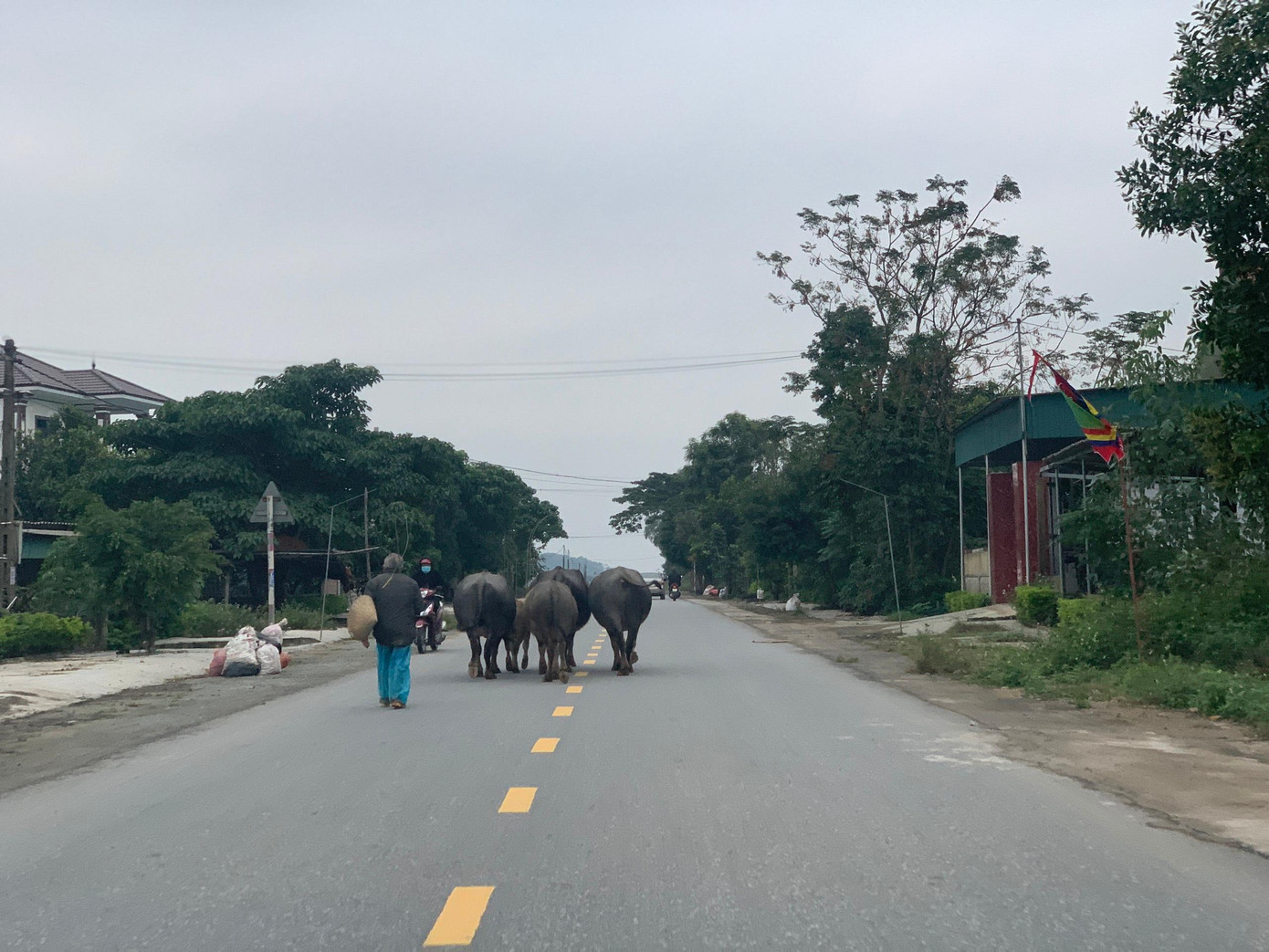 Năm 2017, Hà Tĩnh cũng mở đợt cao điểm để xử lý những trường hợp chủ gia súc thả rông trâu bò trên đường, nhiều nơi cũng bắt nhốt trâu bò, tuy nhiên tình trạng này lại tái diễn.