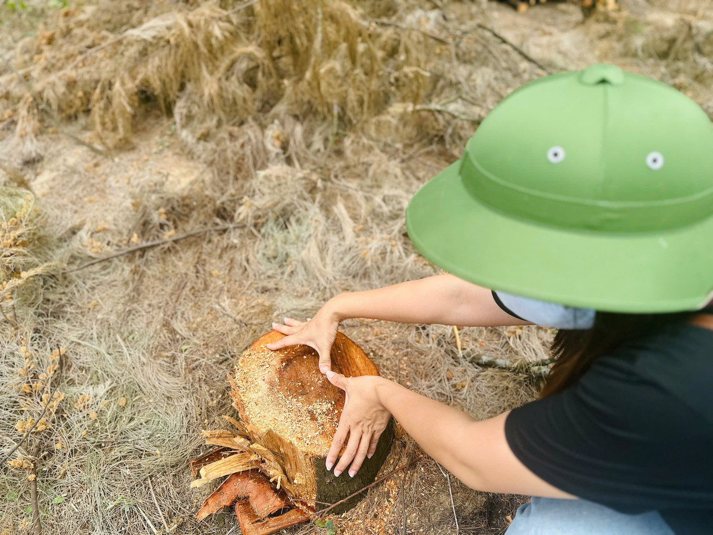 “Những rừng phi lao này được người dân địa phương trồng vào khoảng năm 1990. Thời điểm đó vùng này là bãi đất trống, chưa thuộc rừng phòng hộ, chính quyền vận động người dân khoanh vùng trồng và chăm sóc. Khi phát hiện người dân chặt phi lao tại rừng phòng hộ, địa phương đã phối hợp ngành chức năng vào cuộc lập biên bản, đình chỉ không cho người dân khai thác thêm. Qua kiểm tra tại vị trí này có khoảng hơn 400m2 đã bị người dân chặt hạ”, đại diện UBND xã Thạch Khê thông tin.