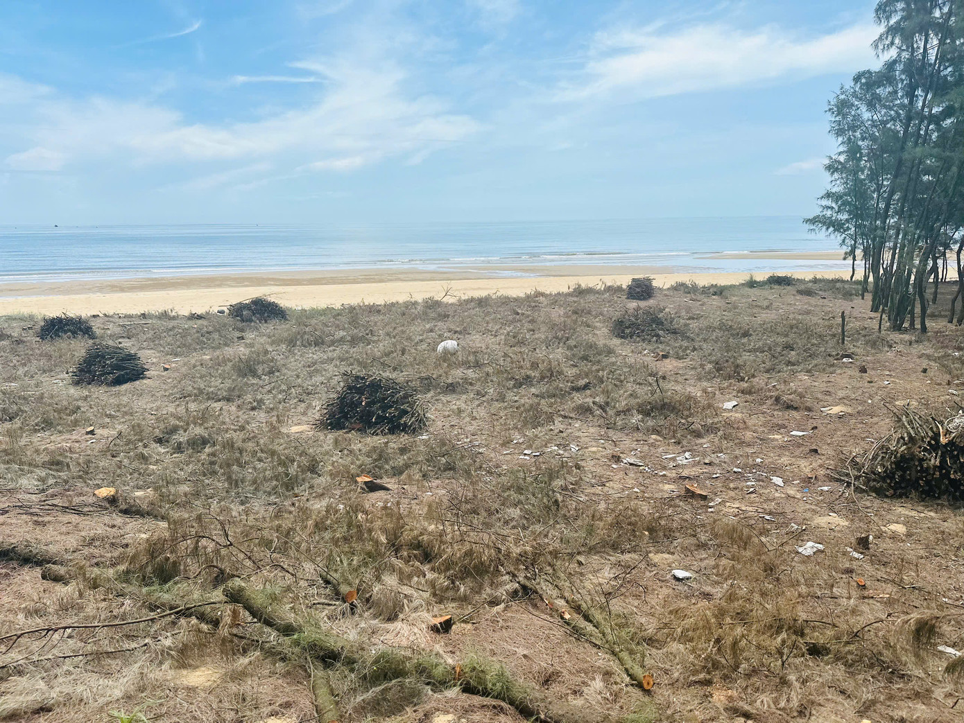 Thời gian gần đây, hàng trăm cây phi lao nhiều năm tuổi thuộc vùng rừng phòng hộ ven biển ở xã Thạch Khê, tỉnh Hà Tĩnh đã bị người dân đốn hạ ồ ạt.