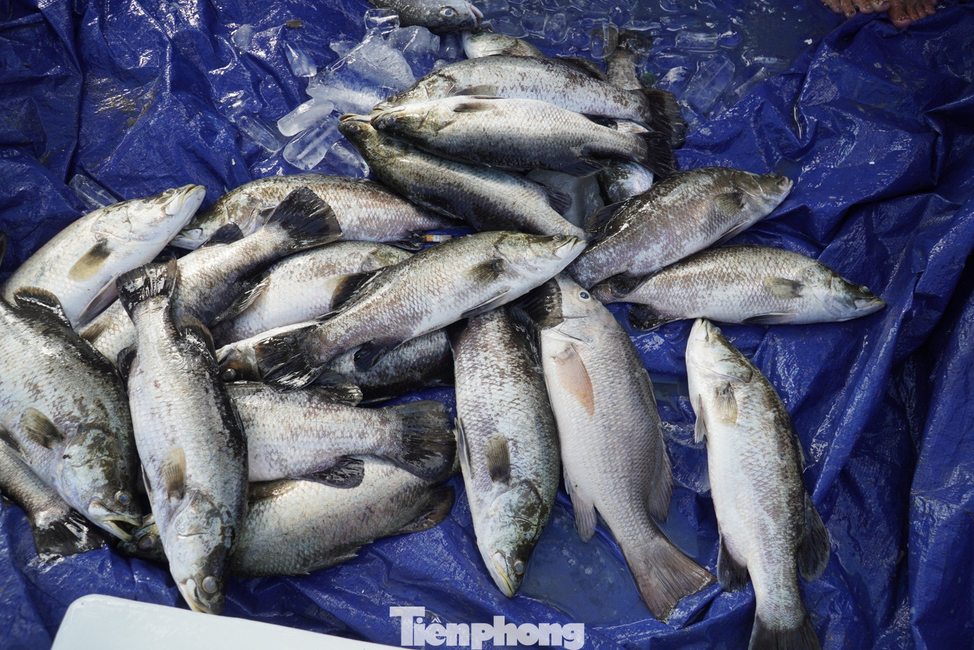 Theo người dân địa phương, nếu trước kia cá có giá khoảng 170.000-200.000 đồng/kg, nay cá chết người dân bán chỉ được 60.000-100.000 đồng/kg.
