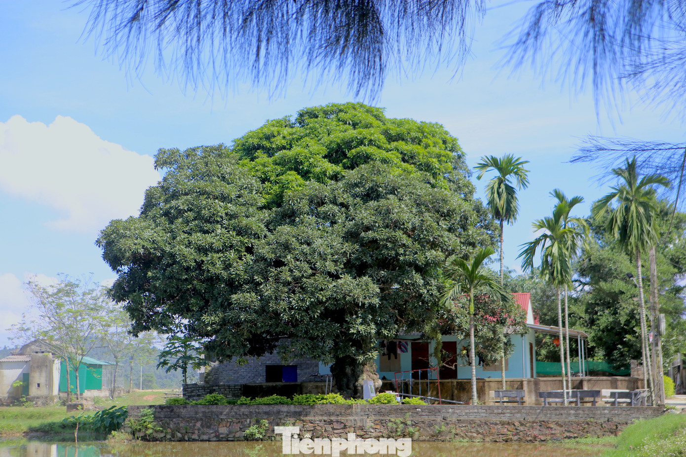 Trải qua hàng trăm năm lịch sử, cây trôi vẫn vươn mình trong nắng, tỏa bóng mát, che chở cho dân làng.