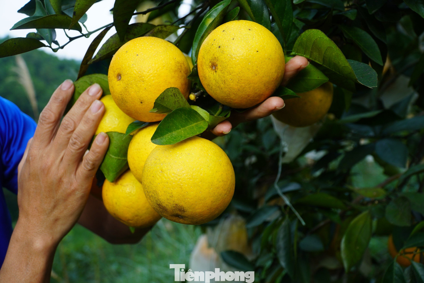 Năm 2023, vườn cam của anh Bảo dự kiến thu về 10 tấn, giải quyết việc làm cho 10 lao động thời vụ và 4 lao động thường xuyên. Năm 2023, vườn cam của anh Bảo dự kiến thu về 10 tấn, giải quyết việc làm cho 10 lao động thời vụ và 4 lao động thường xuyên.