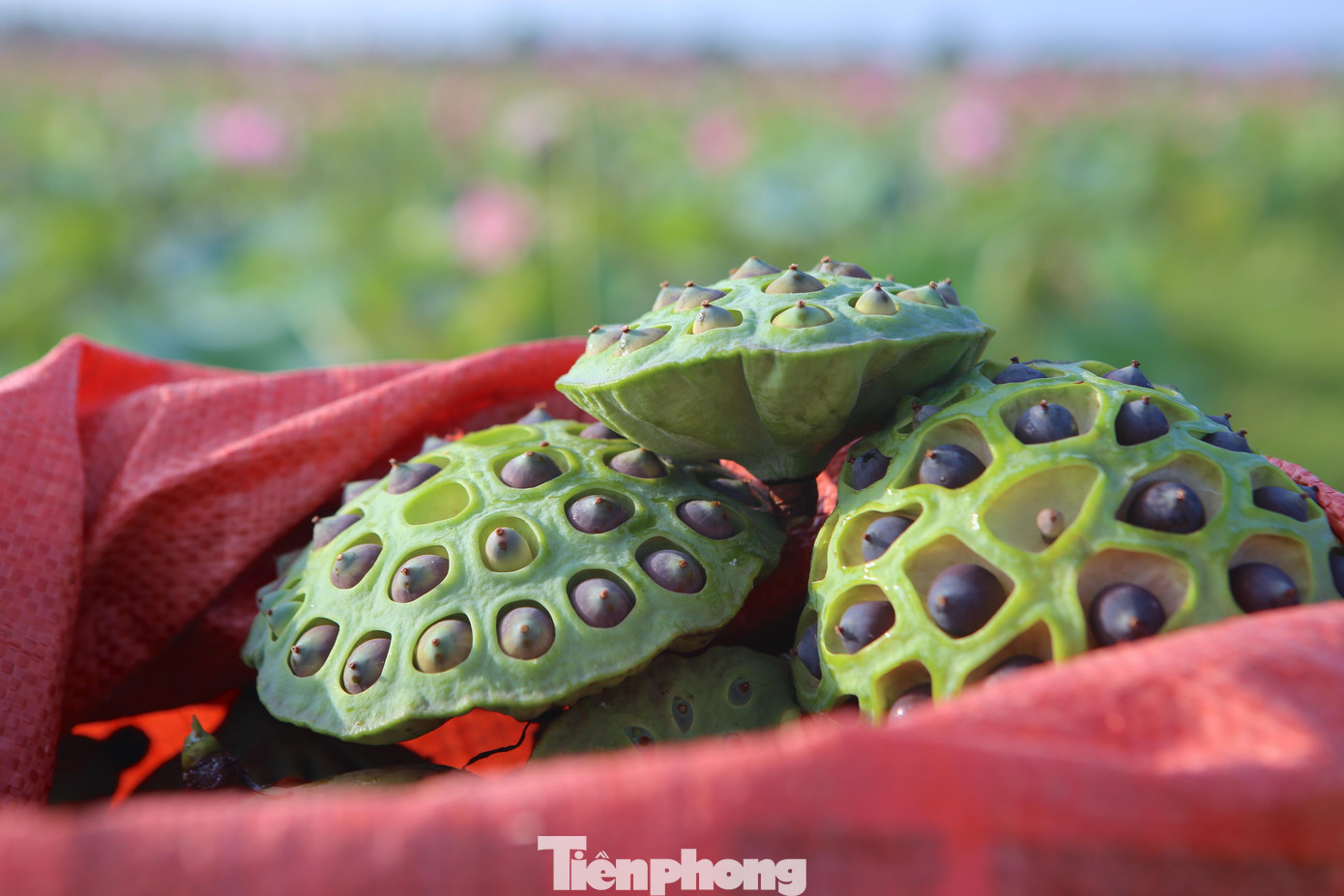 Người dân cho biết, mùa sen năm nay khá thuận lợi, đài sen lớn, hạt to, ăn có vị ngọt và bùi vì vậy rất được thương lái ưa chuộng, đến tận nhà thu mua.