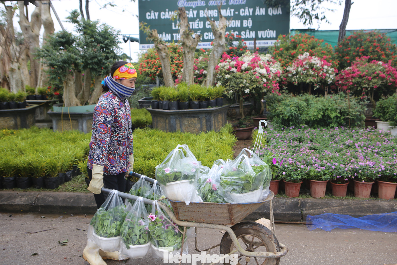 "Dịp này là công việc nhiều nhất trong năm, vì thế chúng tôi phải tập trung sức lực để làm kiếm thêm thu nhập. Mỗi ngày như vậy chúng tôi kiếm được từ 500 ngàn đồng đến 1 triệu đồng, dù mệt nhưng vẫn vui vì kiếm được tiền để trang trải cuộc sống, lo cho Tết", chị Nguyễn Thị Thảo (trú tại Hộ Độ) cho biết.