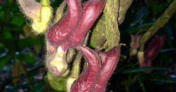 Mộc hương Vũ Quang (Aristolochia vuquangensis), một loài thực vật mới vừa được phát hiện tại Vườn Quốc gia Vũ Quang. Mộc hương Vũ Quang (Aristolochia vuquangensis), một loài thực vật mới vừa được phát hiện tại Vườn Quốc gia Vũ Quang.