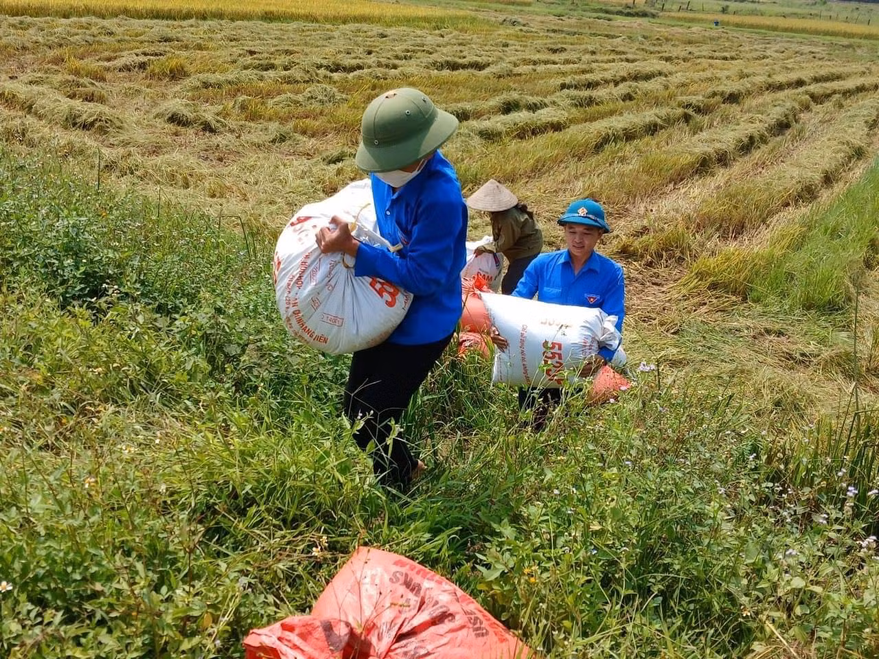 Thanh niên vận chuyển lúa từ ruộng lên đường để chở về nhà.