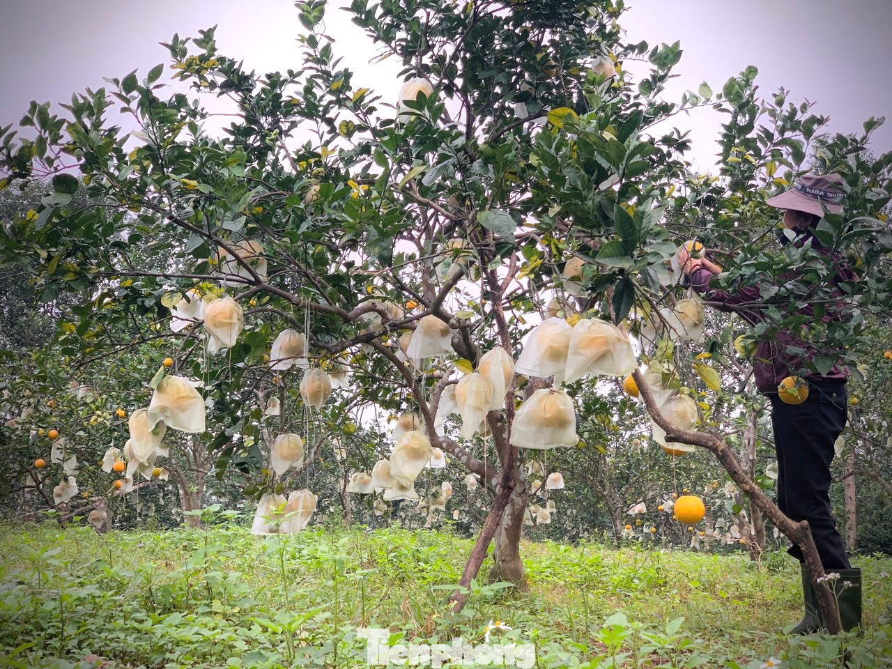 Người dân bọc cam bằng các túi để bảo vệ phần vỏ tránh bị rám nắng.