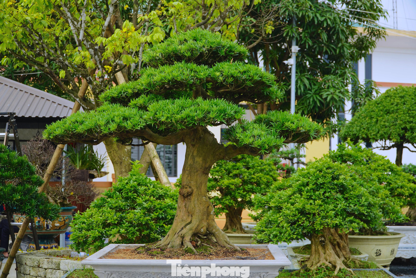 Thị trường cây tùng La Hán bắt đầu được nhiều người Hà Tĩnh săn lùng trong khoảng 3 năm nay.