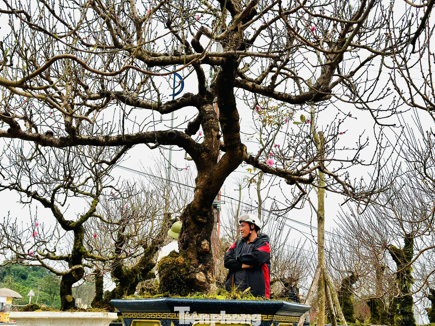Những gốc cây đào đang bày bán được dự báo chỉ vài hôm nữa là hoa bắt đầu nở, đến Tết sẽ rộ hoa. Những gốc cây đào đang bày bán được dự báo chỉ vài hôm nữa là hoa bắt đầu nở, đến Tết sẽ rộ hoa.