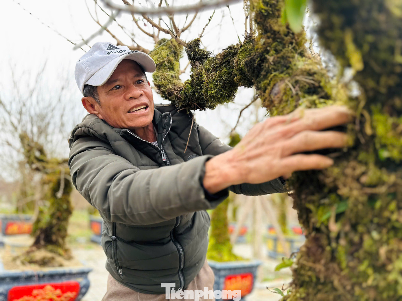 Những gốc đào cổ thụ, gốc phủ đầy rêu mốc, xù xì. Theo người bán đào, khi gốc đào được cuốn rêu xanh vừa tăng thẩm mỹ, vừa cấp ẩm cho cây. Chỉ cần đảm bảo cấp ẩm, rêu sẽ xanh tươi quanh năm trên thân cây. Những gốc đào cổ thụ, gốc phủ đầy rêu mốc, xù xì. Theo người bán đào, khi gốc đào được cuốn rêu xanh vừa tăng thẩm mỹ, vừa cấp ẩm cho cây. Chỉ cần đảm bảo cấp ẩm, rêu sẽ xanh tươi quanh năm trên thân cây.