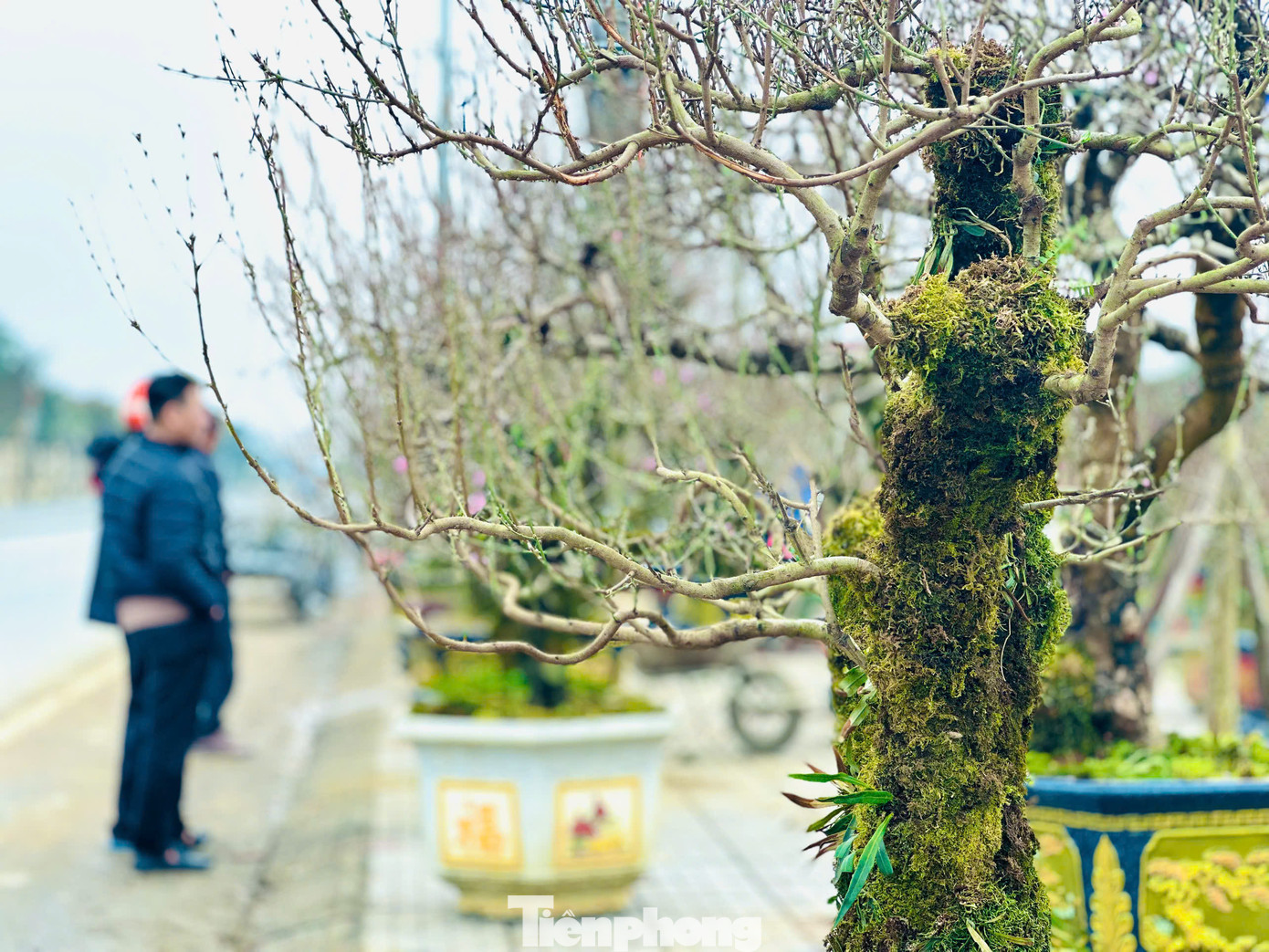 Anh Vỹ cho biết, những gốc này đều có độ tuổi hàng chục năm. Giá thành giao động từ 10-60 triệu đồng/cây. Người bán cho biết, đào rừng Sơn La có giá đắt hơn các loại đào khác, bởi cho ra hoa to, đẹp, lâu tàn và thân có hình dáng xù xì, cổ thụ. Anh Vỹ cho biết, những gốc này đều có độ tuổi hàng chục năm. Giá thành giao động từ 10-60 triệu đồng/cây. Người bán cho biết, đào rừng Sơn La có giá đắt hơn các loại đào khác, bởi cho ra hoa to, đẹp, lâu tàn và thân có hình dáng xù xì, cổ thụ.