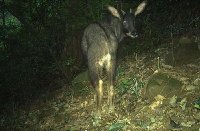 Loài Sơn Dương lộ diện thông qua bẫy ảnh. Loài Sơn Dương lộ diện thông qua bẫy ảnh.