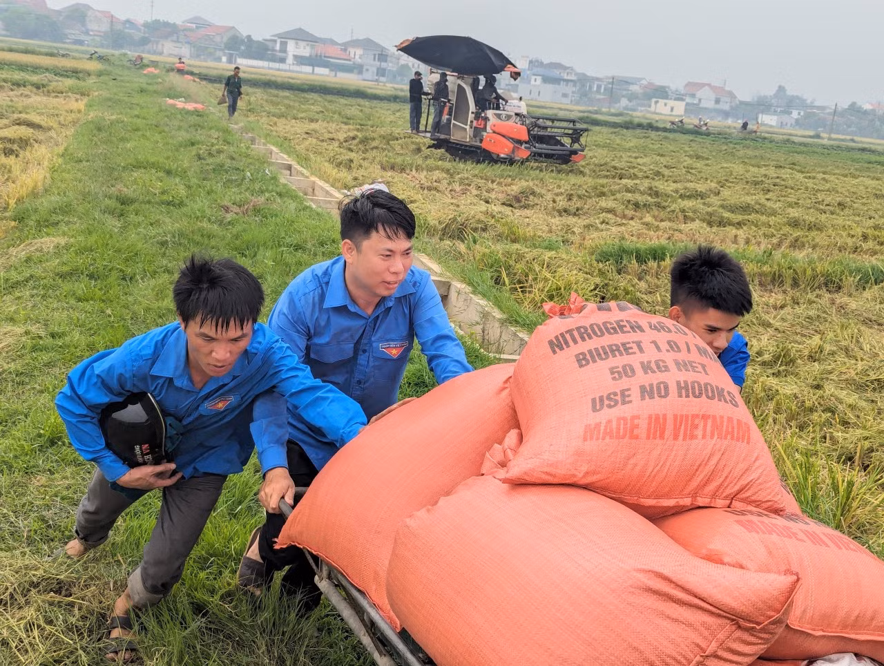 Tại đây, nhóm tình nguyện viên đã đựng lúa vào bao tải, sau đó dùng xe chở về nhà giúp hộ gia đình người già, không có sức lao động.