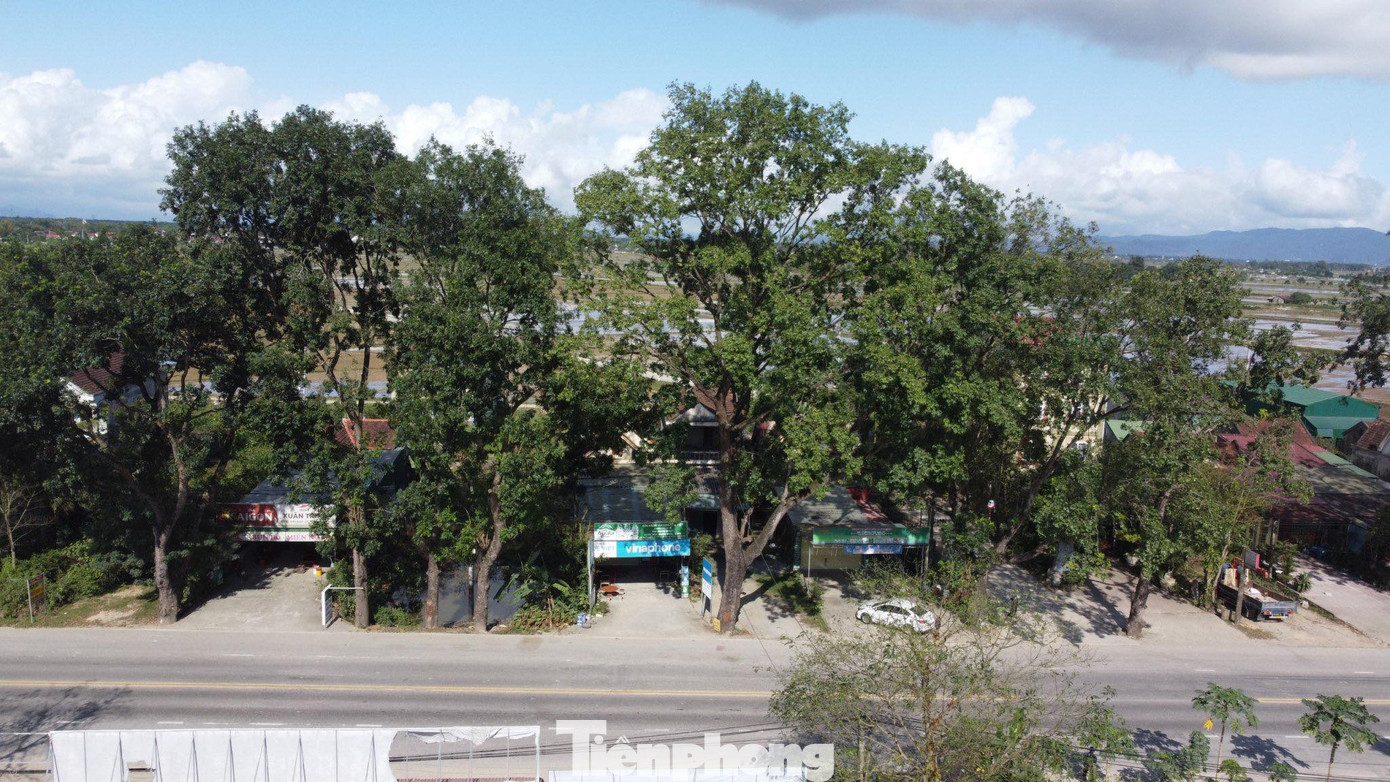 Hàng cây cổ thụ sừng sững bên quốc lộ 8A. Có nhiều góc thân cây lớn, đường kính 2 người ôm không xuể.