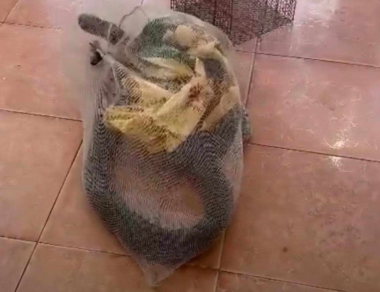 Cá thể rắn hổ chúa được phát hiện trong vườn nhà dân.