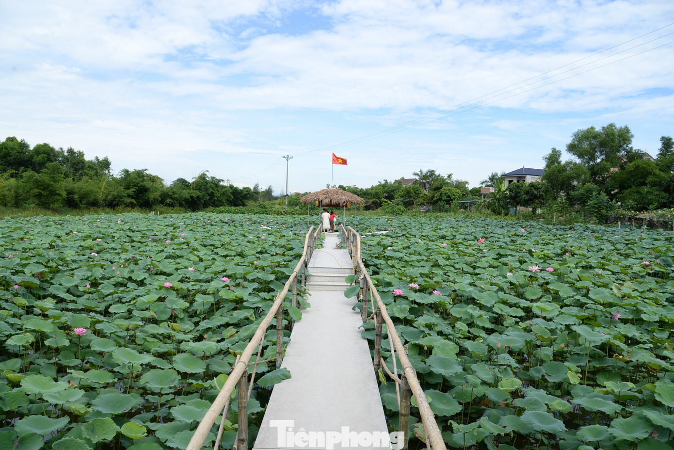 Theo anh Tuấn, sen trồng ở đây thuộc giống sen hồng Bách Diệp. Ngoài việc tạo cảnh quan đẹp, những sản phẩm được thu hoạch từ mô hình sẽ bán cho HTX Hào Thành tạo nên những sản phẩm như trà sen, rượu sen, mứt sen...