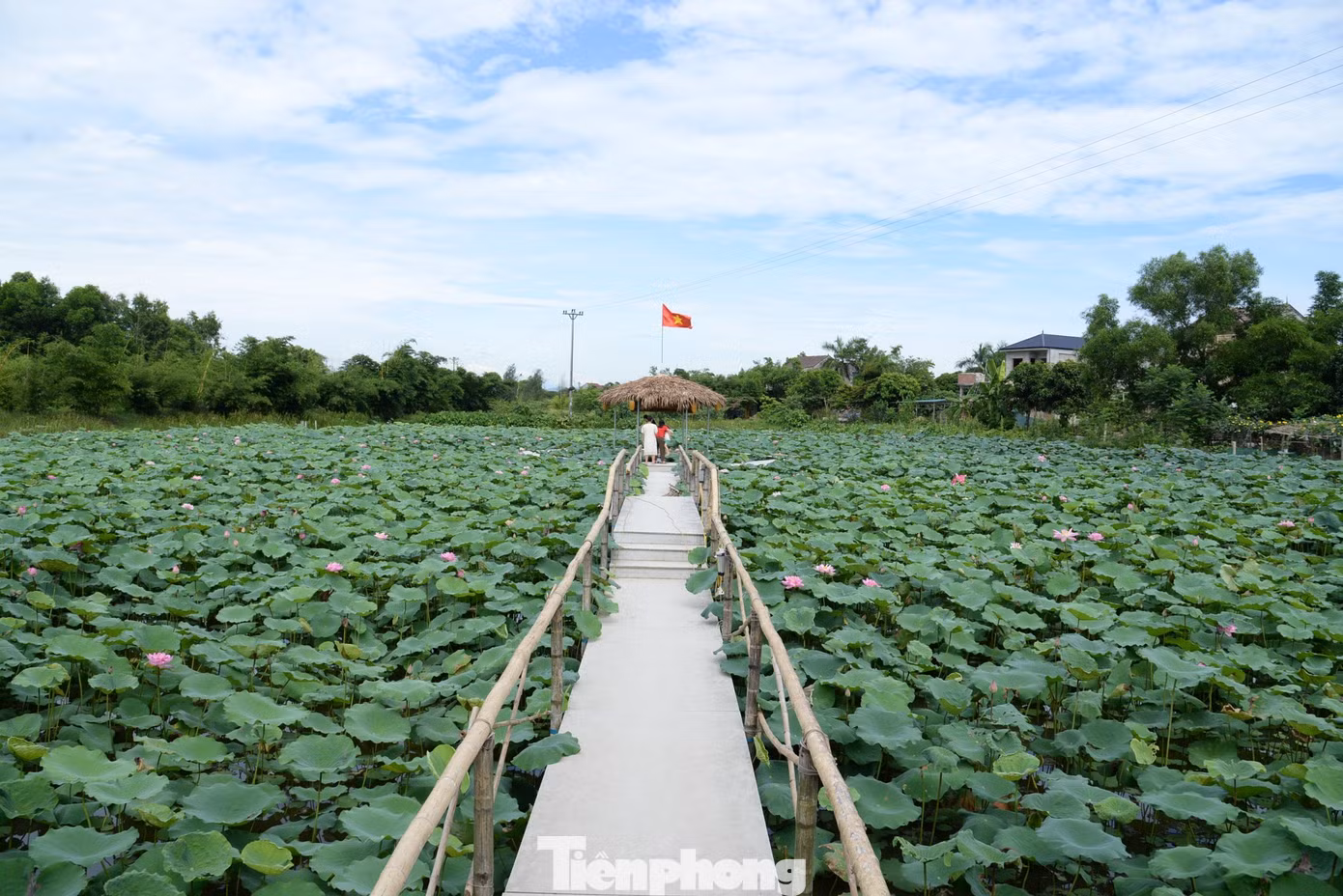 Theo anh Tuấn, sen trồng ở đây thuộc giống sen hồng Bách Diệp. Ngoài việc tạo cảnh quan đẹp, những sản phẩm được thu hoạch từ mô hình sẽ bán cho HTX Hào Thành tạo nên những sản phẩm như trà sen, rượu sen, mứt sen...