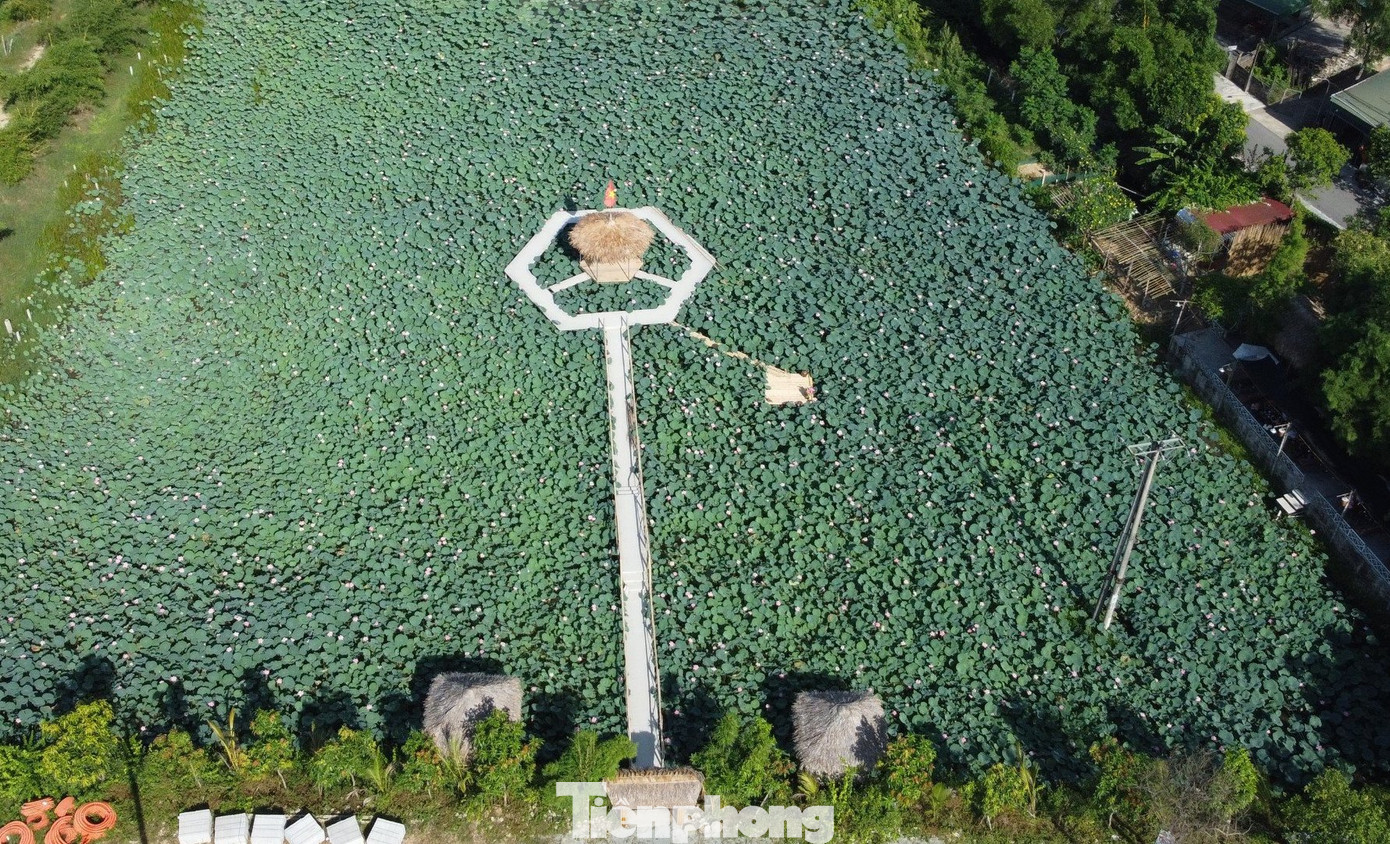 Theo đánh giá, đối với trồng sen lấy hạt, người nông dân có thể cho thu nhập từ 120 - 150 triệu đồng/ha.