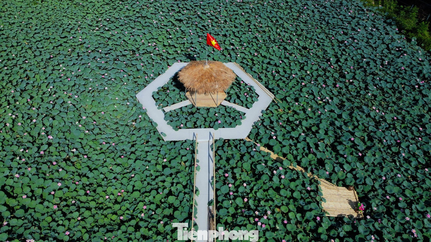 Tại đầm sen cũng được thả nuôi thủy sản phía dưới đầm. Khi thu hoạch sen xong, đến mùa sẽ thu hoạch cá bán cho các nhà hàng. Nơi đây từng là đầm lầy, nay đã &quot;biến&quot; thành đầm sen vô cùng đẹp mắt.