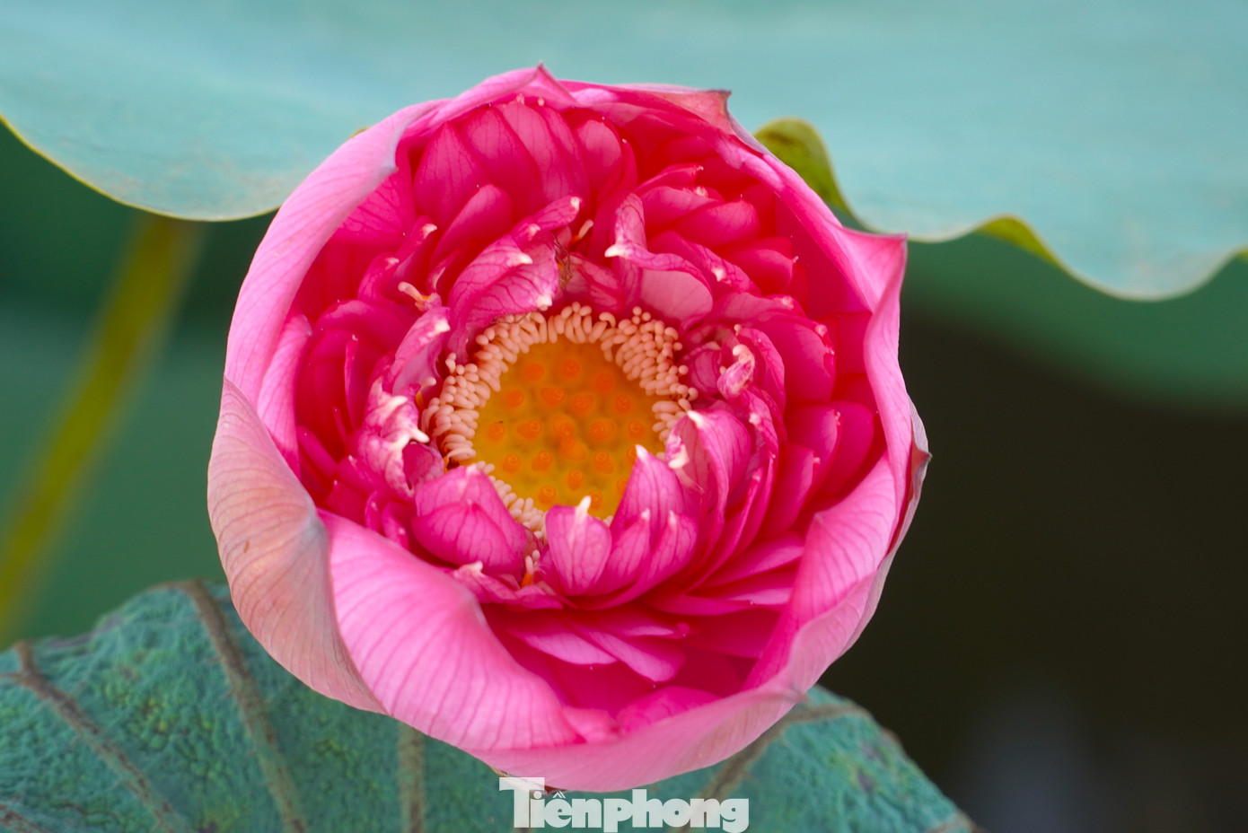 Sen ở Hà Tĩnh nở rộ vào tháng 6. Trên đầm sen rộng, những đoá sen đua nhau nở làm xao xuyến lòng người khi ngắm nhìn.