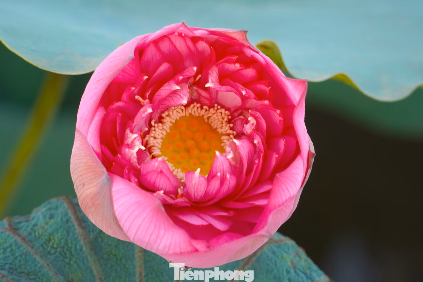 Sen ở Hà Tĩnh nở rộ vào tháng 6. Trên đầm sen rộng, những đoá sen đua nhau nở làm xao xuyến lòng người khi ngắm nhìn.