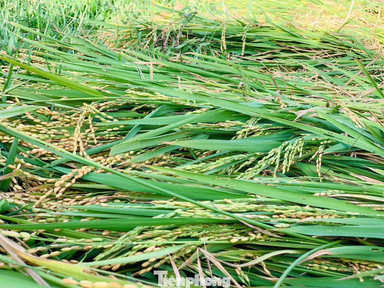 Theo người dân, dù hiện tại lúa còn xanh, nhưng lo sợ trước ảnh hưởng của cơn bão số 3 sẽ gây mưa nên thu hoạch lúa sớm hơn dự kiến.