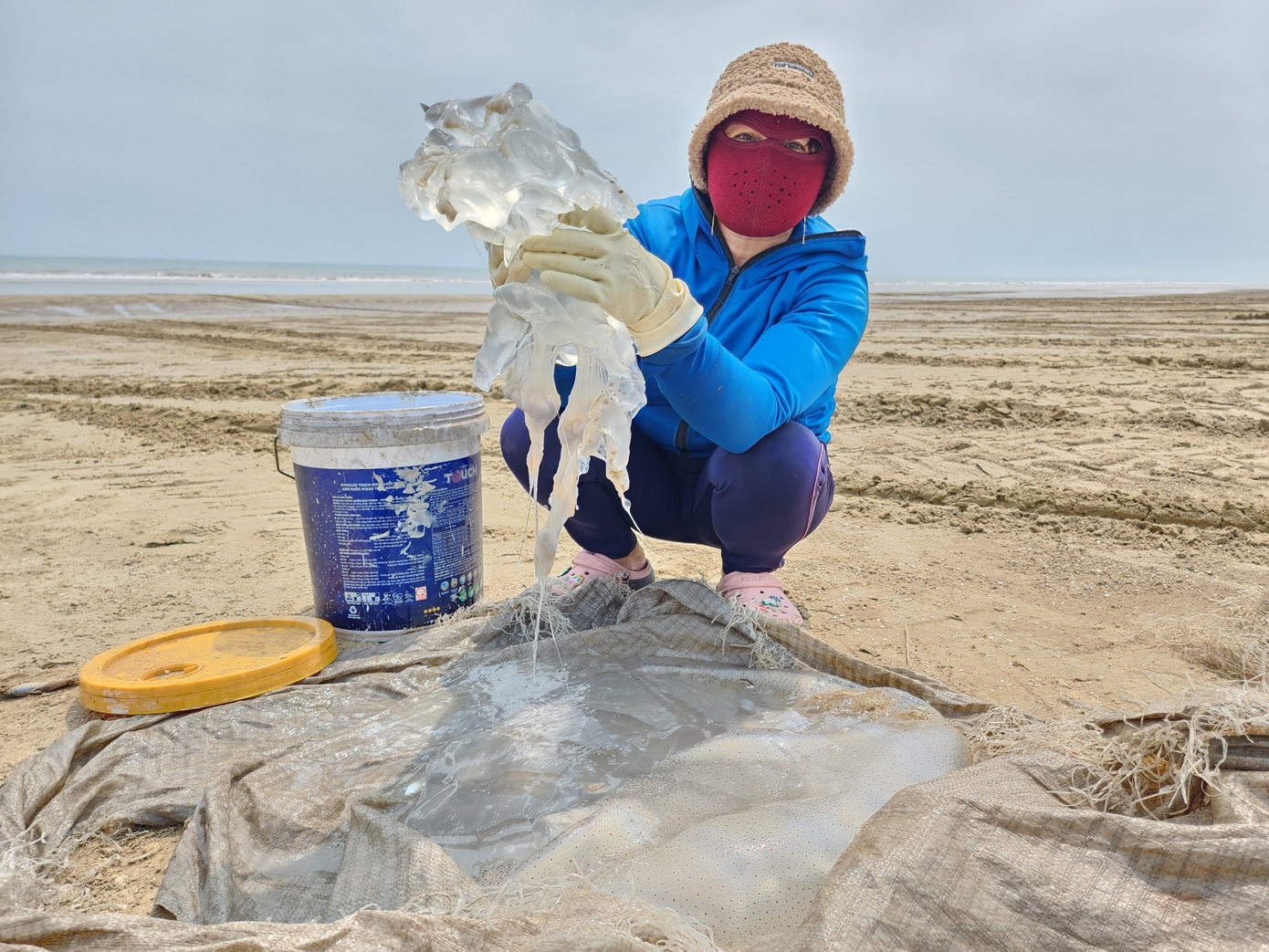 Việc thu hoạch sứa không cần đầu tư chi phí, ngư cụ nhiều như các hải sản khác mà vẫn kiếm được tiền triệu mỗi ngày. Trong ảnh khi các thuyền cập bờ, những người phụ nữ làm nghề thu mua sứa biển đã chuẩn bị sẵn các dụng cụ xe kéo, thùng xốp, xô chậu, khay nhựa… thu mua nhanh chóng.