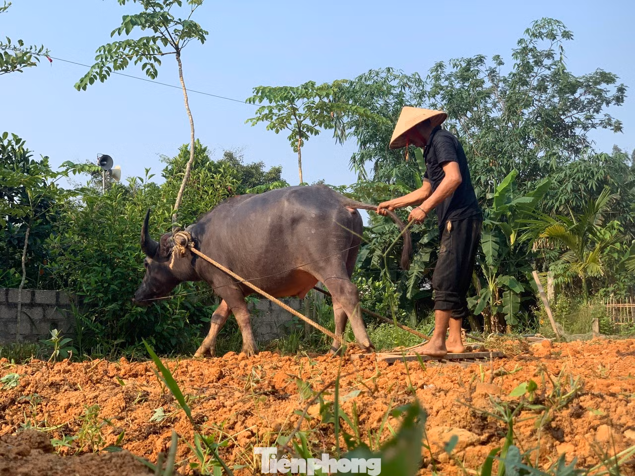 Trong những ngày nắng nóng diện rộng, những người nông dân gắn bó với đồng ruộng lại càng thêm vất vả.