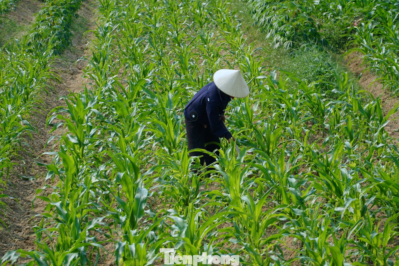 Theo Trung tâm Dự báo Khí tượng Thủy văn Hà Tĩnh, trong suốt dịp nghỉ lễ 30/4, Hà Tĩnh sẽ trải qua đợt nắng nóng kỷ lục, chưa từng có với nhiệt độ có thể lên đến 43,4 độ C. Riêng ngày hôm qua (26/4) nhiệt độ đo được tại huyện Hương Sơn là 41,7 độ C; huyện Hương Khê 41,6 độ C. Dự báo trong những ngày tới nhiệt độ tiếp tục còn tăng lên. Theo Trung tâm Dự báo Khí tượng Thủy văn Hà Tĩnh, trong suốt dịp nghỉ lễ 30/4, Hà Tĩnh sẽ trải qua đợt nắng nóng kỷ lục, chưa từng có với nhiệt độ có thể lên đến 43,4 độ C. Riêng ngày hôm qua (26/4) nhiệt độ đo được tại huyện Hương Sơn là 41,7 độ C; huyện Hương Khê 41,6 độ C. Dự báo trong những ngày tới nhiệt độ tiếp tục còn tăng lên.