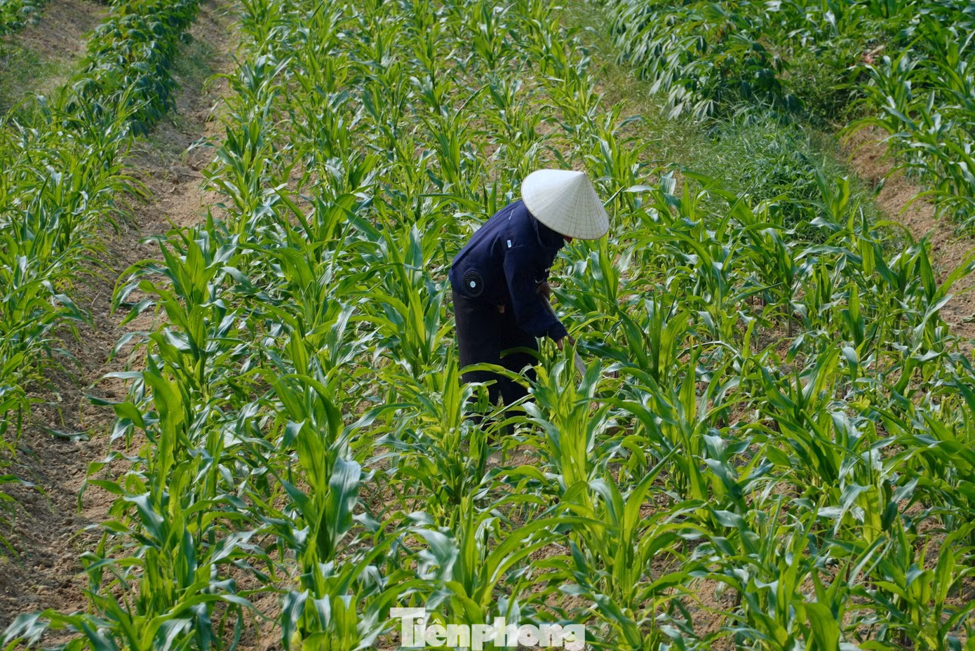 Theo Trung tâm Dự báo Khí tượng Thủy văn Hà Tĩnh, trong suốt dịp nghỉ lễ 30/4, Hà Tĩnh sẽ trải qua đợt nắng nóng kỷ lục, chưa từng có với nhiệt độ có thể lên đến 43,4 độ C. Riêng ngày hôm qua (26/4) nhiệt độ đo được tại huyện Hương Sơn là 41,7 độ C; huyện Hương Khê 41,6 độ C. Dự báo trong những ngày tới nhiệt độ tiếp tục còn tăng lên.