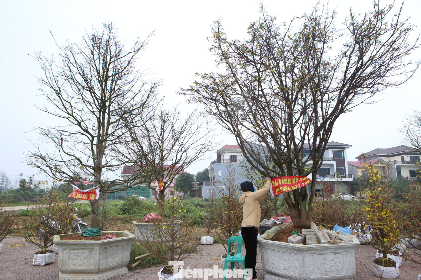 Hiện tại khu vực anh Xuân Công bán còn 6 gốc mai vàng 5 cánh. Những gốc này có dáng rất đẹp, tán rộng, cao từ 3-6m. Giá tuỳ theo thế và độ tuổi khoảng từ 30 đến 100 triệu đồng.