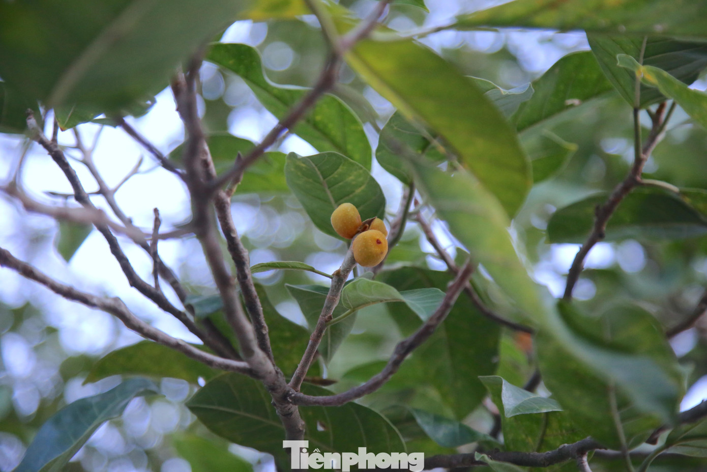 Người dân trong thôn luôn quan tâm, chăm sóc và bảo vệ cây.