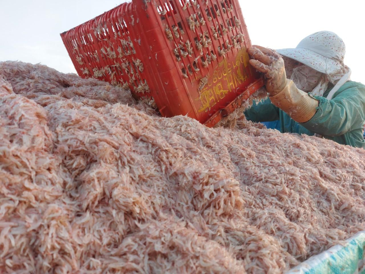 Tuy giá ruốc hiện tại chỉ thu mua tại bờ với giá từ 6-7 ngàn đồng/kg nhưng do số lượng khai thác được nhiều nên các tàu có thể thu về từ 15 - 20 triệu đồng/chuyến. Tuy giá ruốc hiện tại chỉ thu mua tại bờ với giá từ 6-7 ngàn đồng/kg nhưng do số lượng khai thác được nhiều nên các tàu có thể thu về từ 15 - 20 triệu đồng/chuyến.