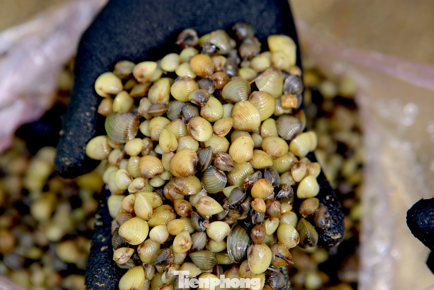 Hến có thể làm được nhiều món như hến xào giá, nộm hến dưa chuột, nấu canh....