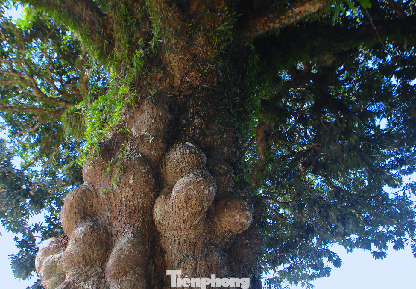 “Gốc cây trôi này có trên 400 năm tuổi, đã được công nhận là Cây di tích lịch sử văn hóa Việt Nam. Cây trôi là biểu tượng, niềm tự hào chung của cả làng vì thế người dân nơi đây luôn nâng cao ý thức trách nhiệm bảo vệ, giữ gìn, dọn dẹp vệ sinh môi trường sạch sẽ", ông Trần Văn Điền – Chủ tịch UBND xã Hoà Lạc (huyện Đức Thọ) chia sẻ.