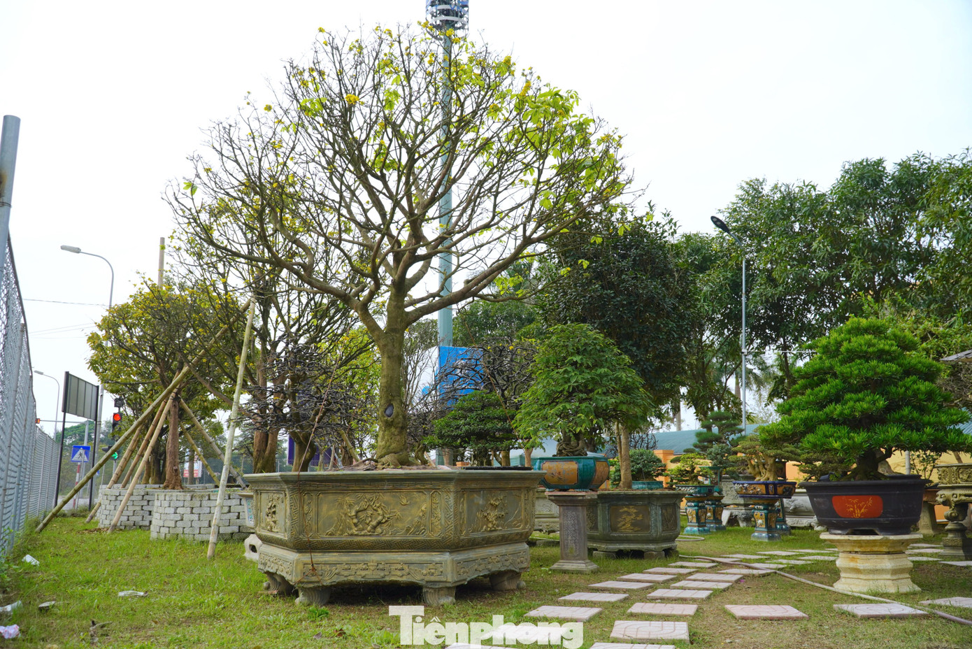 Vườn của anh Hiệu có trên 20 gốc mai, đa phần là những gốc mai cổ thụ. Giá từ vài chục triệu đến tiền tỷ.